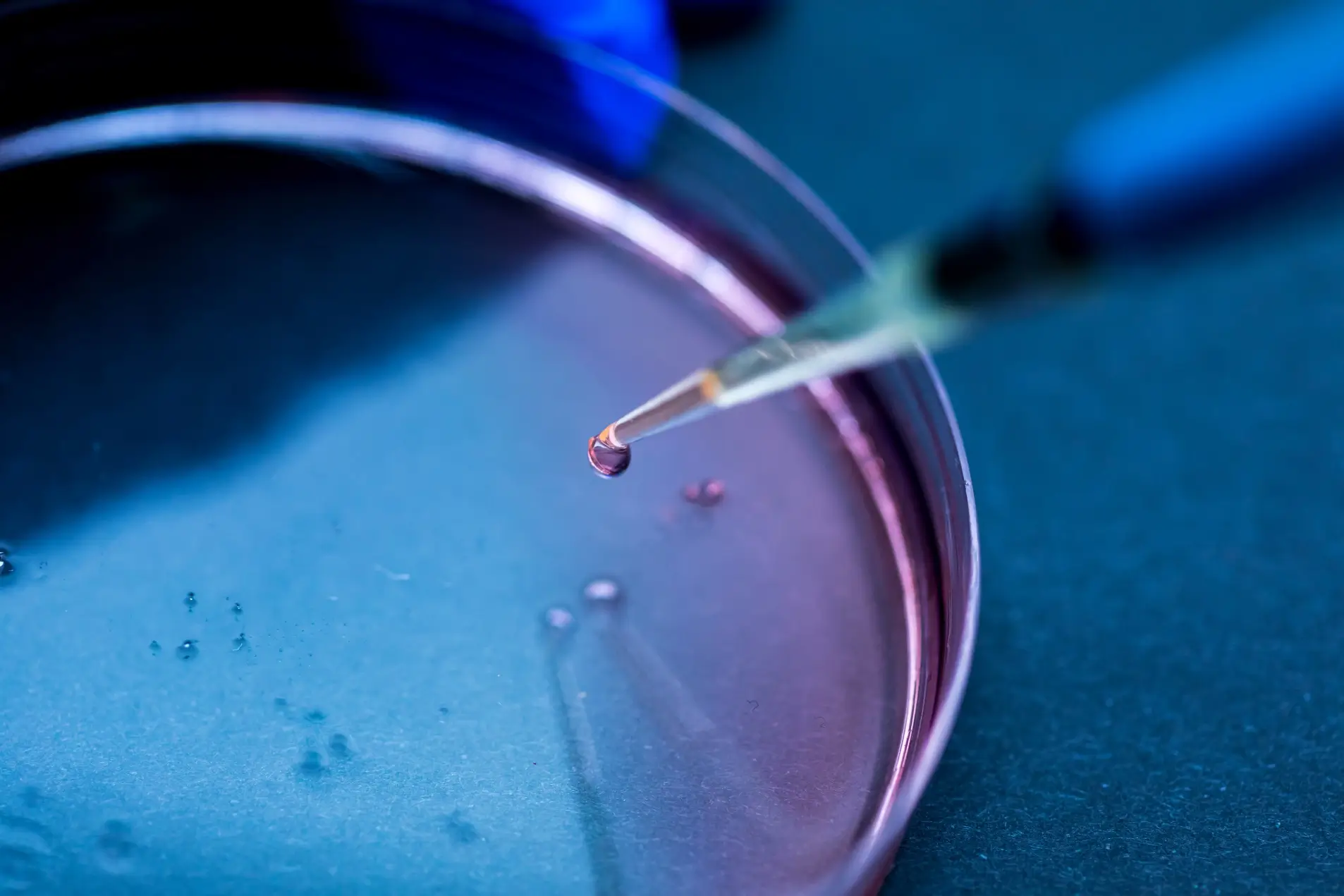 a pipette adding a drop of pink liquid to a petri dish