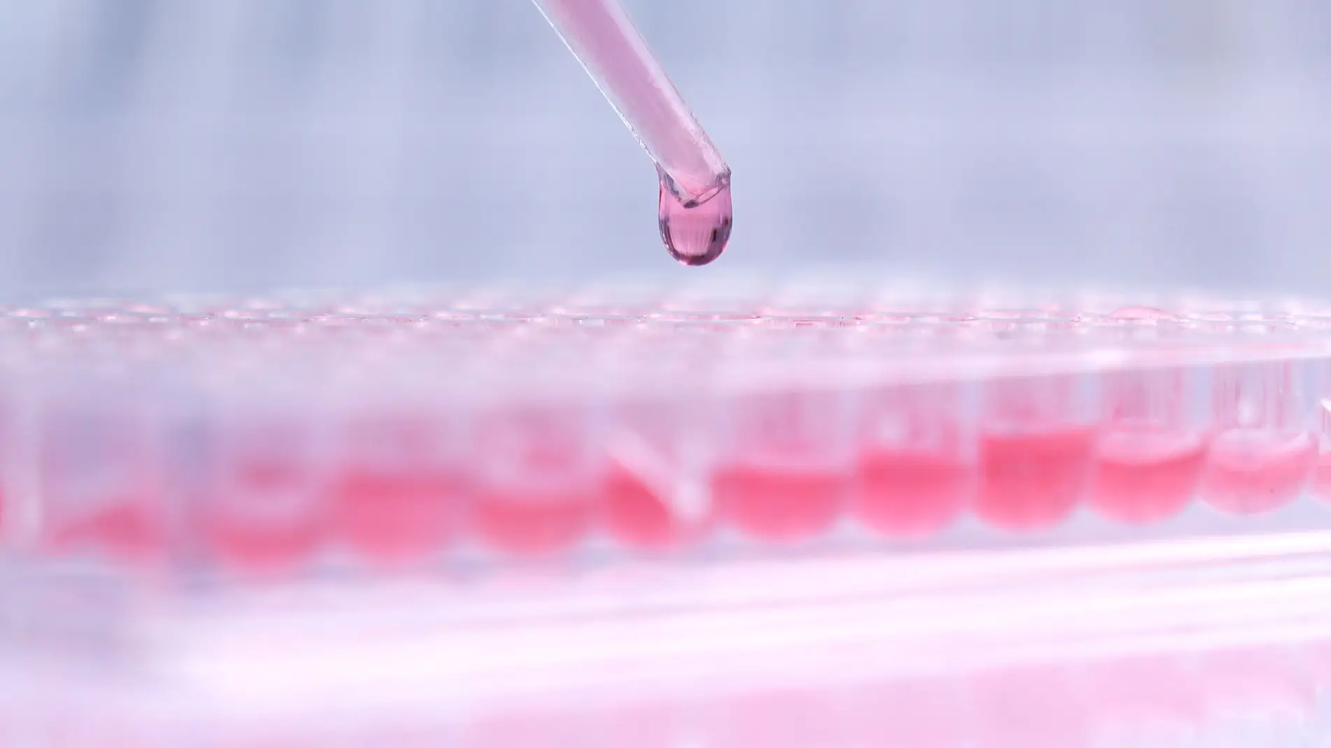 A pipette dripping a pink liquid into a well plate